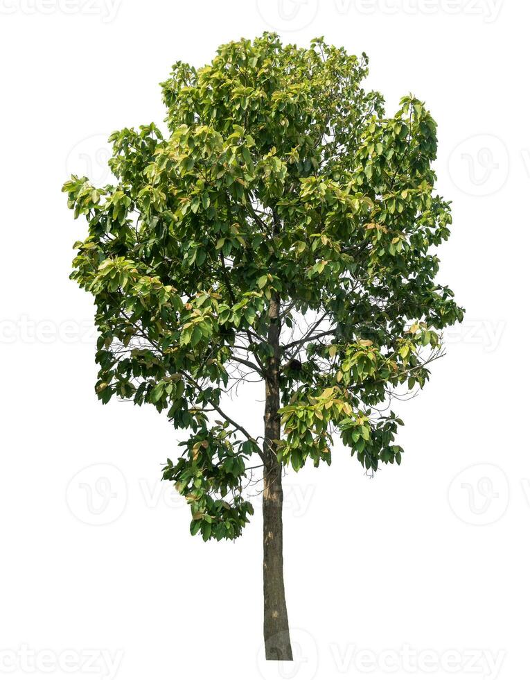 arbre vert isolé sur fond blanc. photo