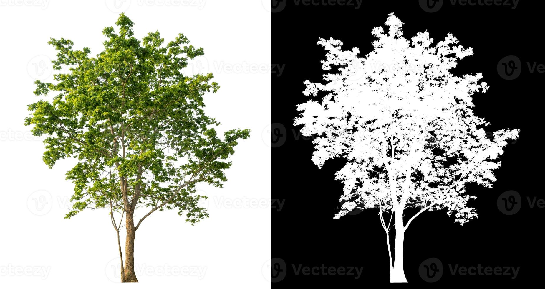 isolé Célibataire arbre avec coupure chemin et alpha canal sur noir Contexte. photo