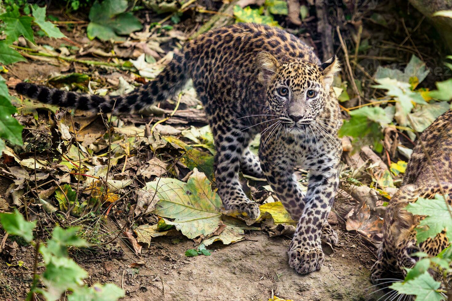 léopard du Sri Lanka, panthera pardus kotiya photo