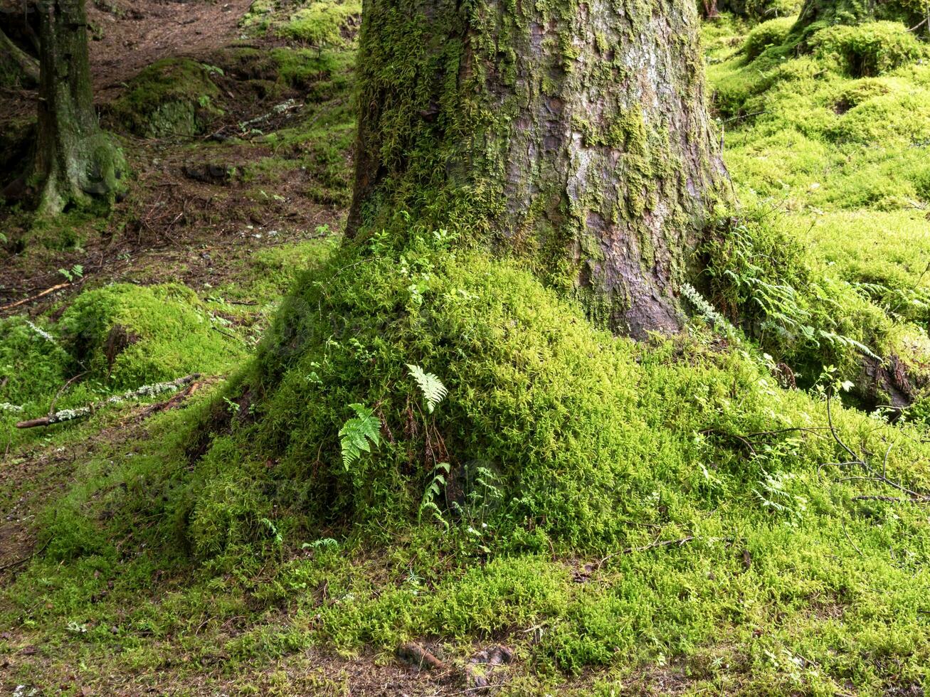 mousse croissance sur le base de une arbre tronc dans une bois photo