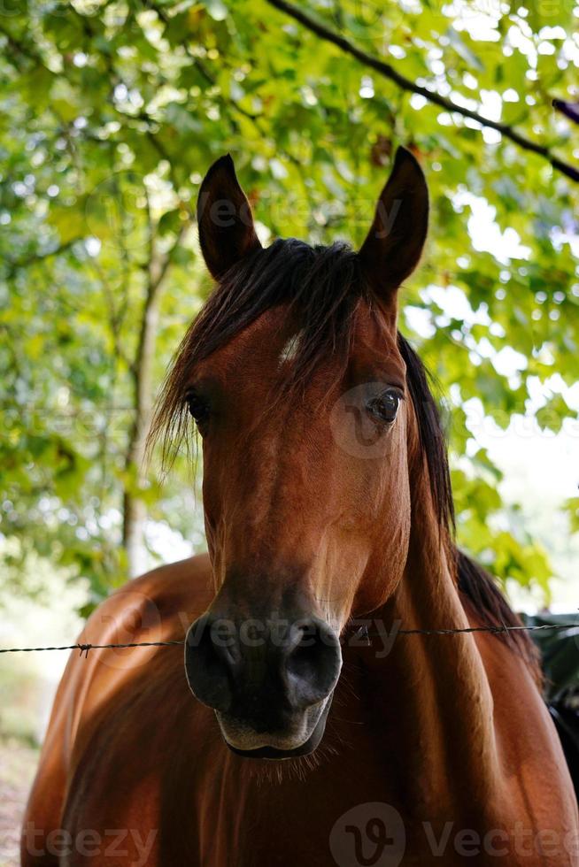 beau cheval brun portrain dans le pré photo