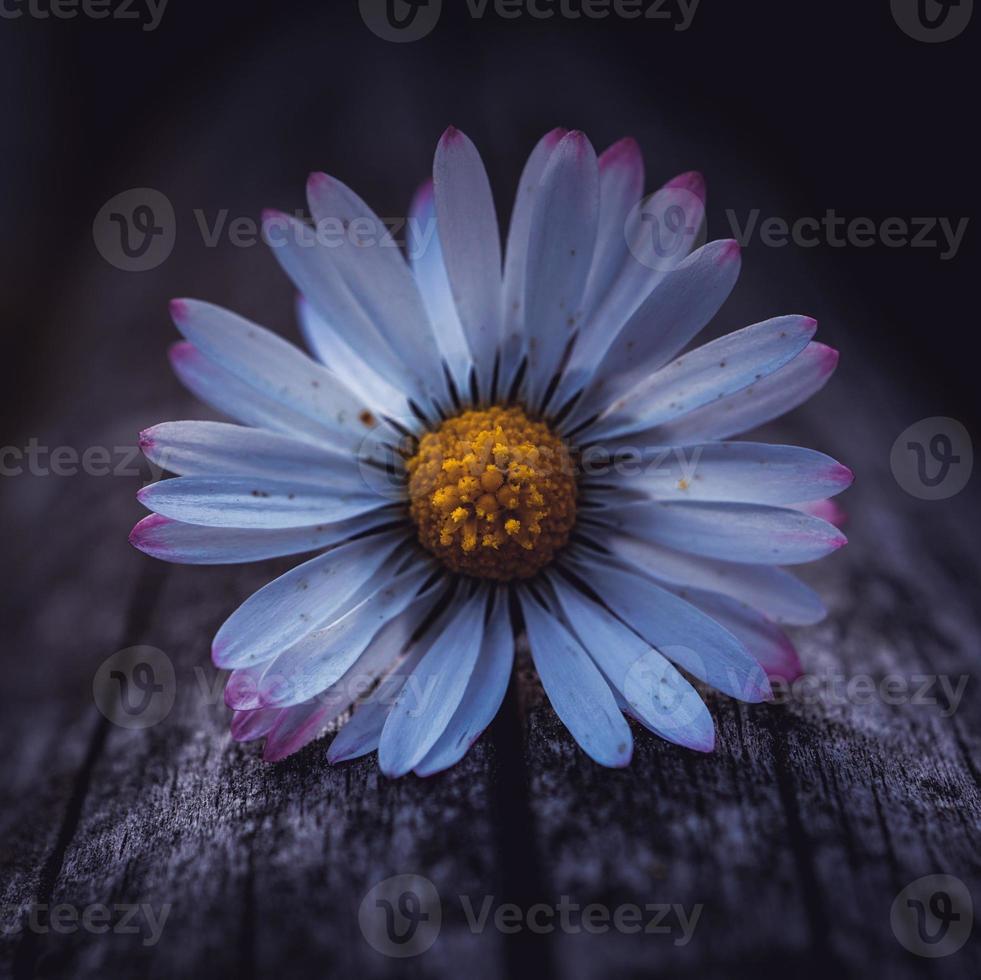 belle fleur de marguerite blanche au printemps photo