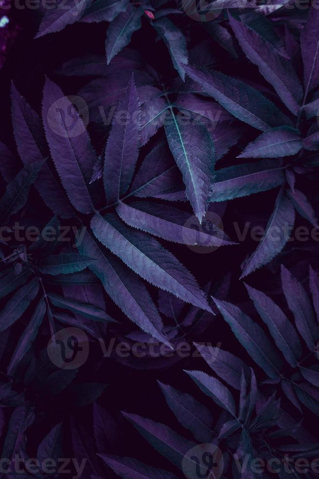 feuilles de plantes bleues dans la nature au printemps photo