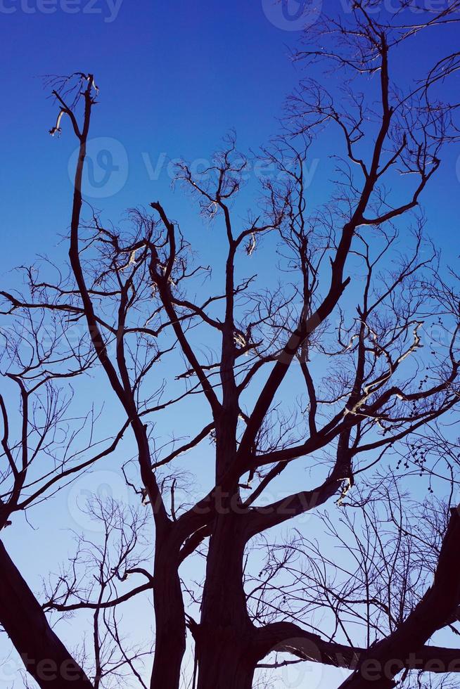 branches d'arbres et ciel bleu en automne photo
