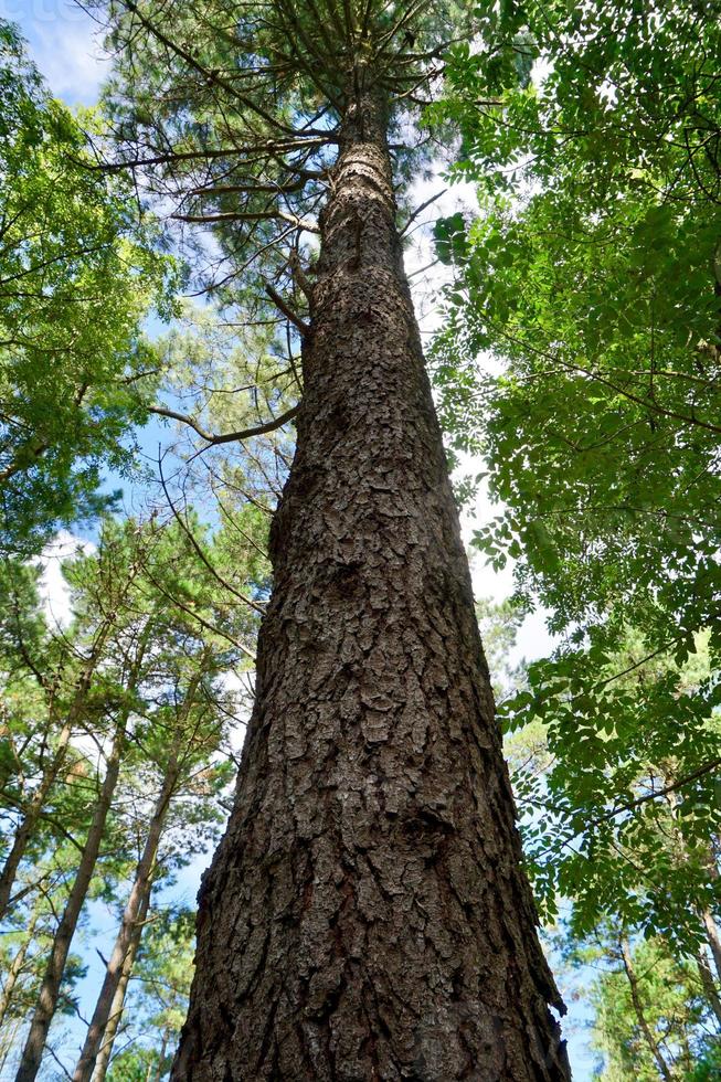 tronc d'arbre dans la forêt photo