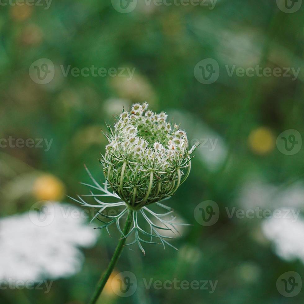 belle plante à fleurs vertes au printemps photo