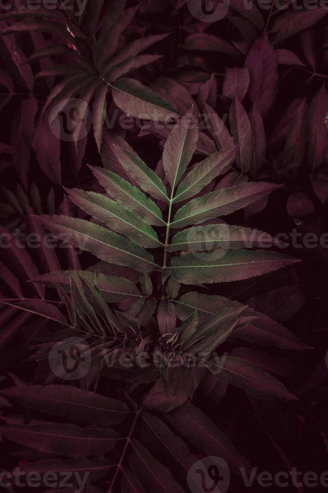 feuilles de plantes vertes et rouges photo