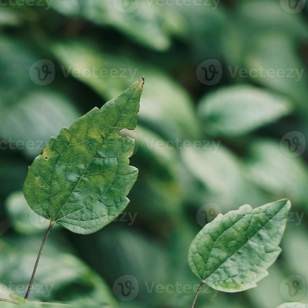 feuilles de plantes vertes au printemps photo