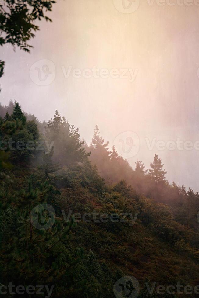 arbres dans la vue de paysage de montagne photo