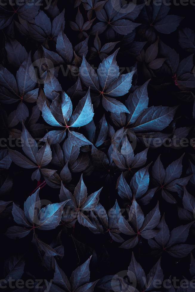 plante bleue laisse dans la nature photo