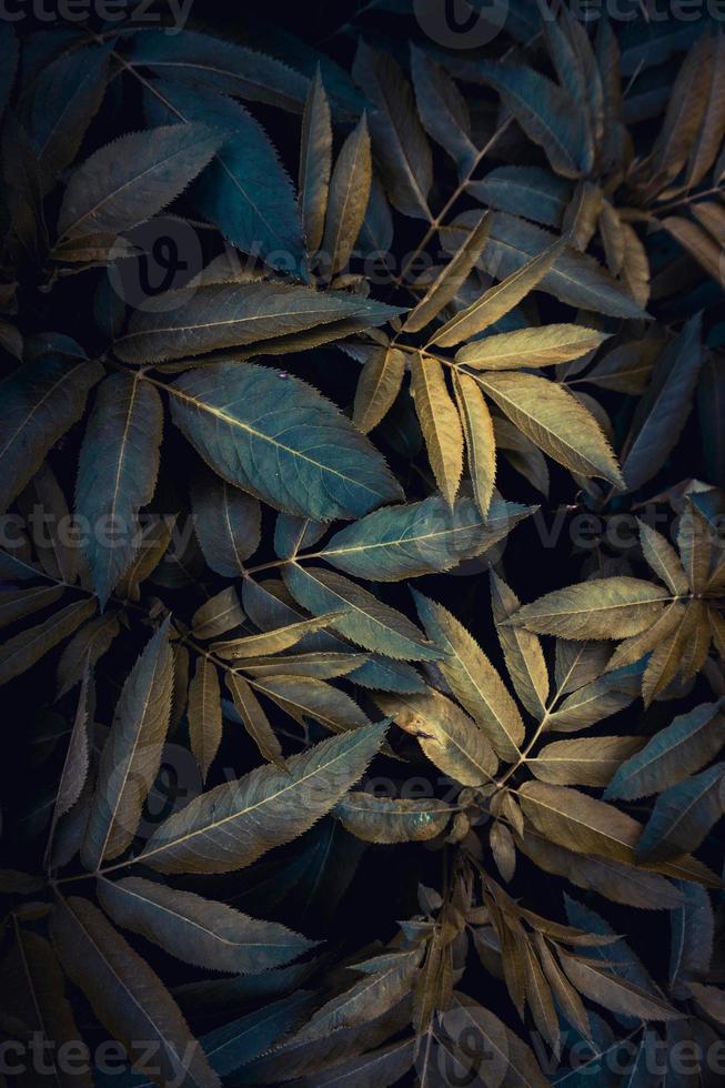 feuilles de plantes vertes au printemps photo