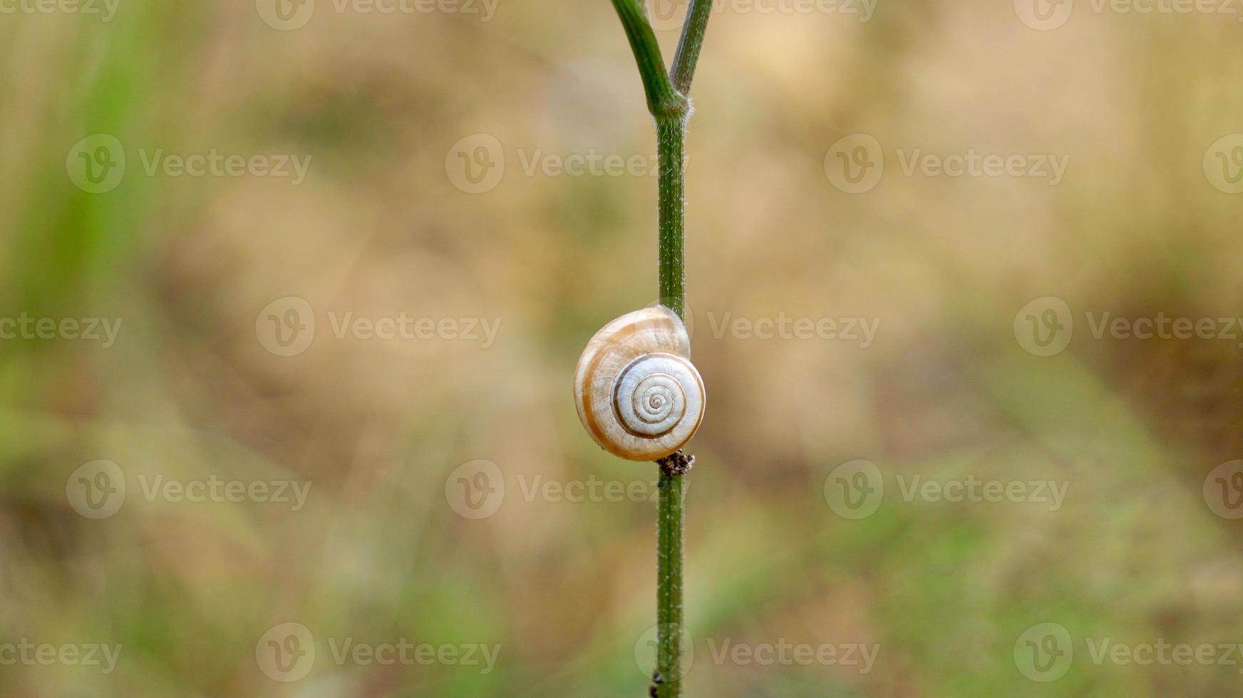 petit escargot blanc sur la plante photo