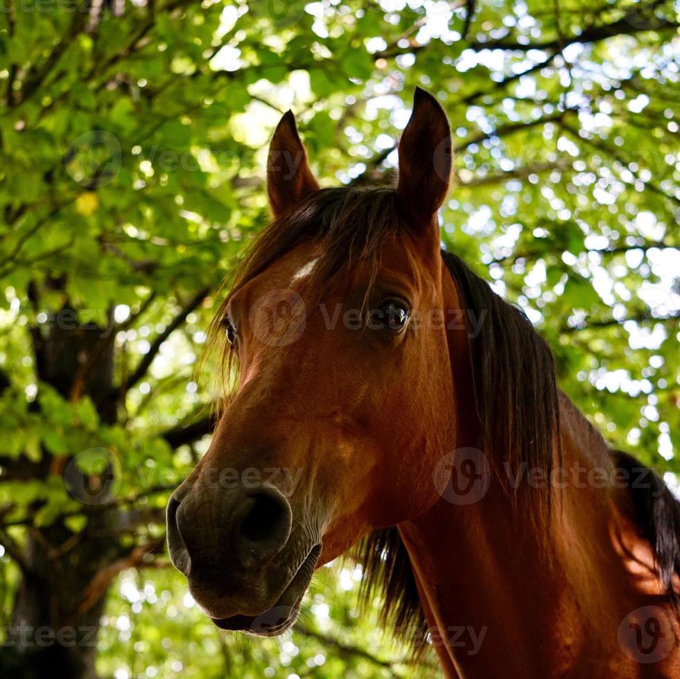 beau portrait de cheval brun photo