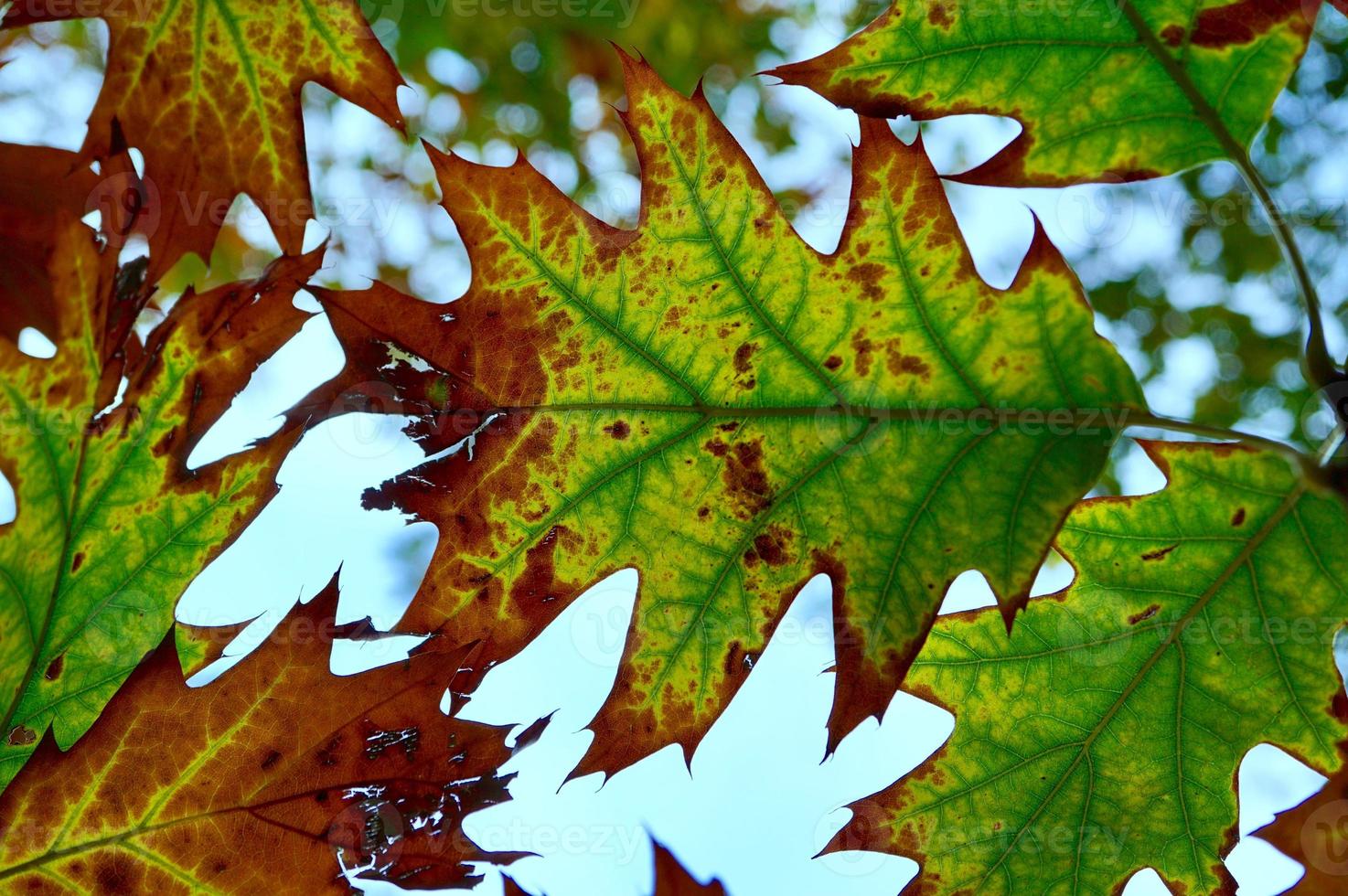 feuilles d'arbres verts au printemps photo