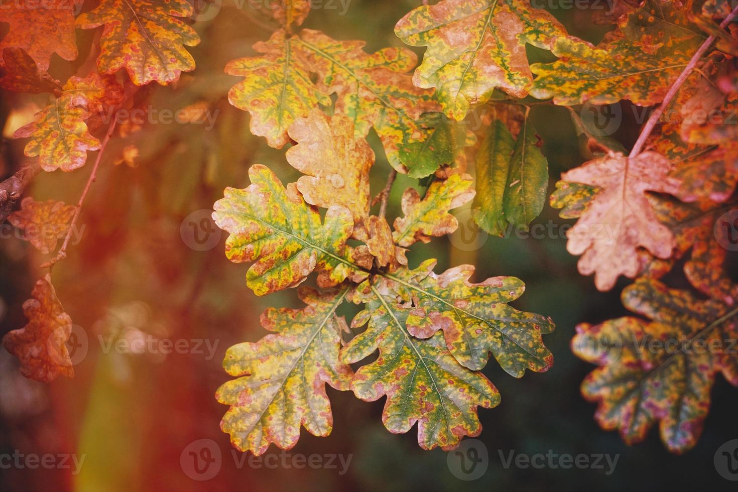 feuilles brunes des arbres en automne photo