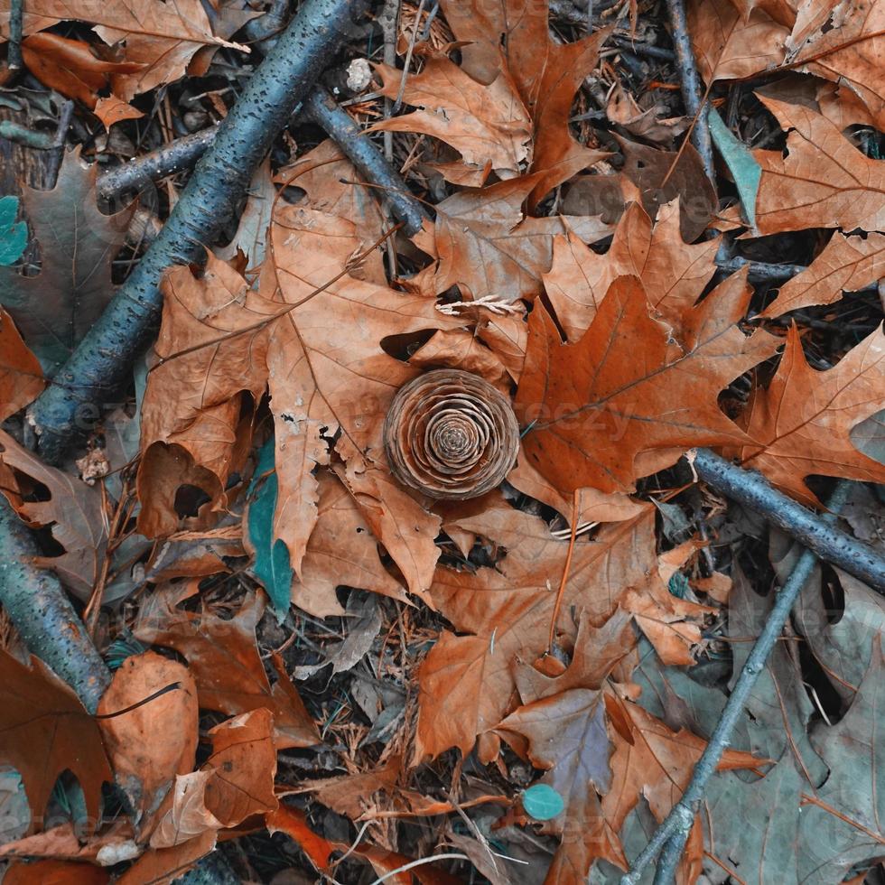 feuilles brunes et pomme de pin en hiver photo