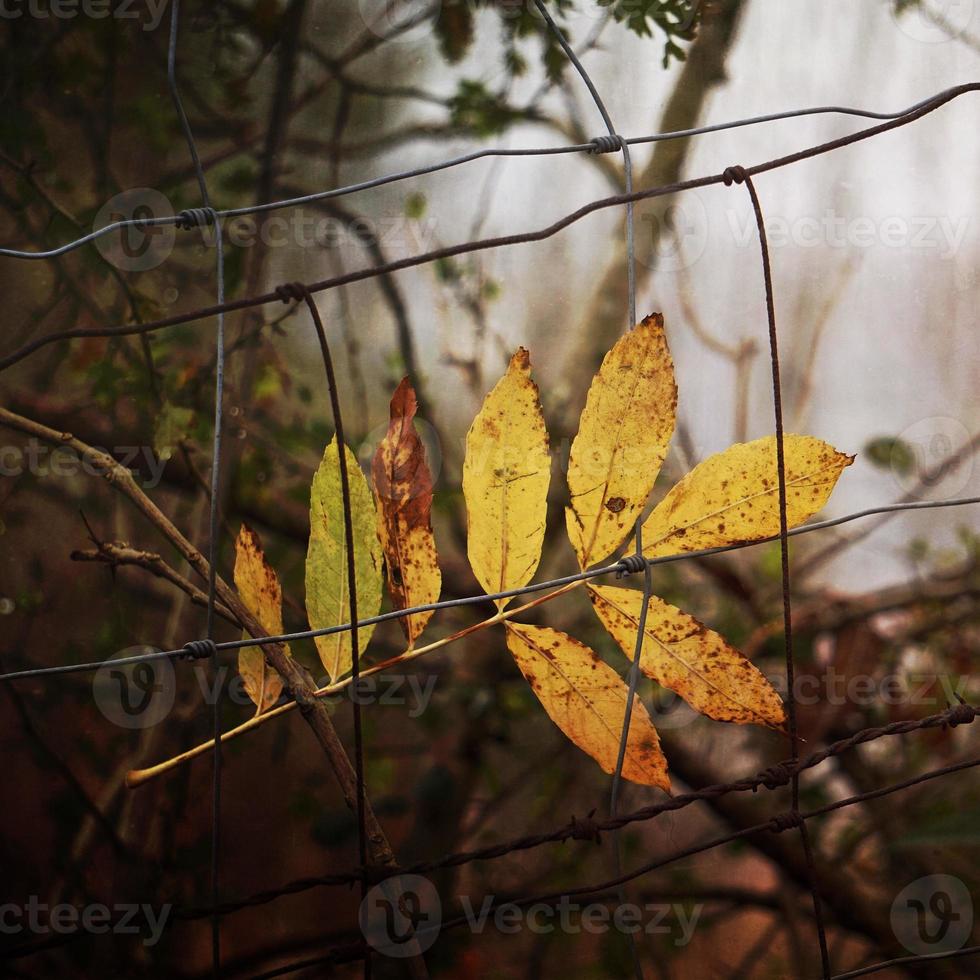 feuilles brunes des arbres en automne photo