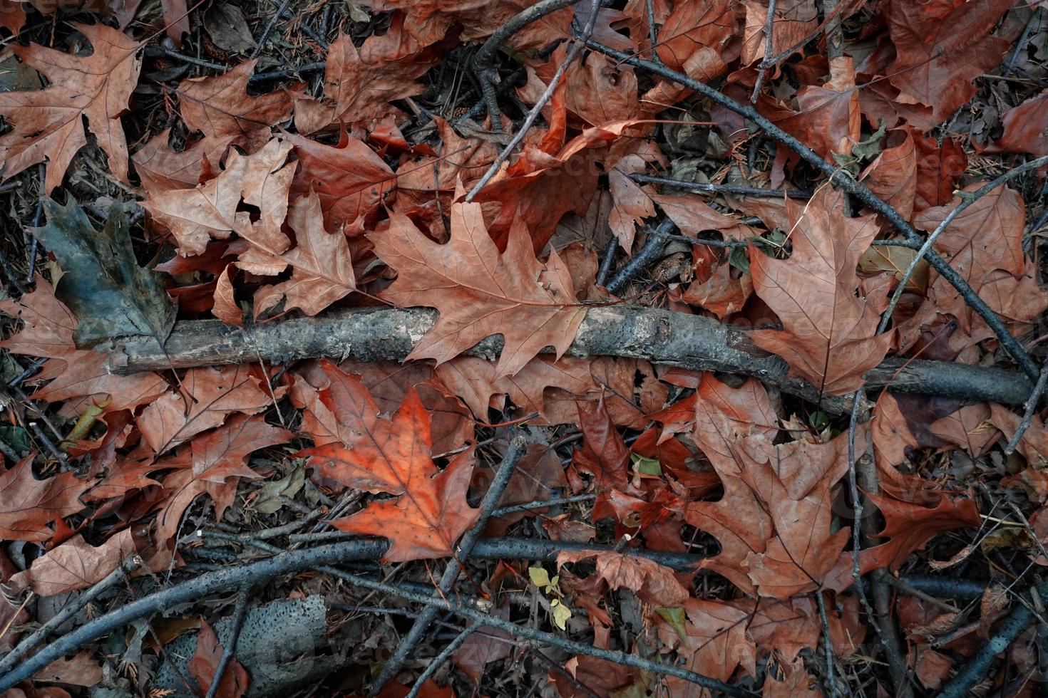 feuilles brunes sèches et branches d'arbres photo