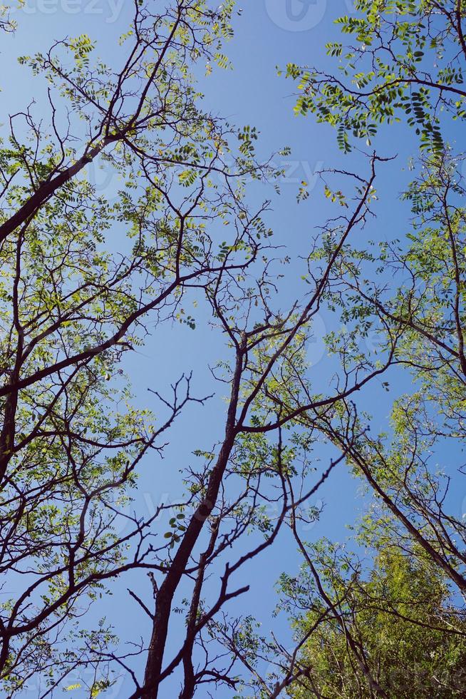 branches d'arbres et ciel bleu photo