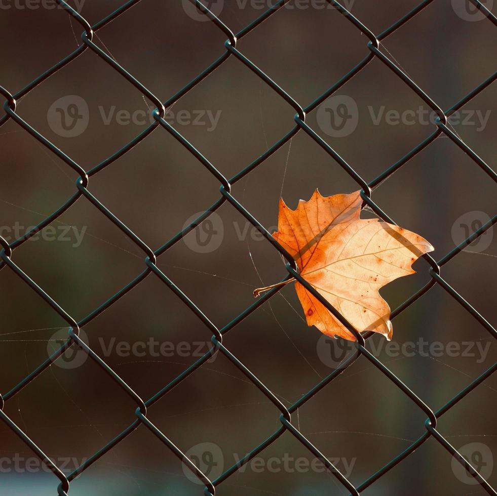 feuille d'érable brune sur la clôture métallique photo
