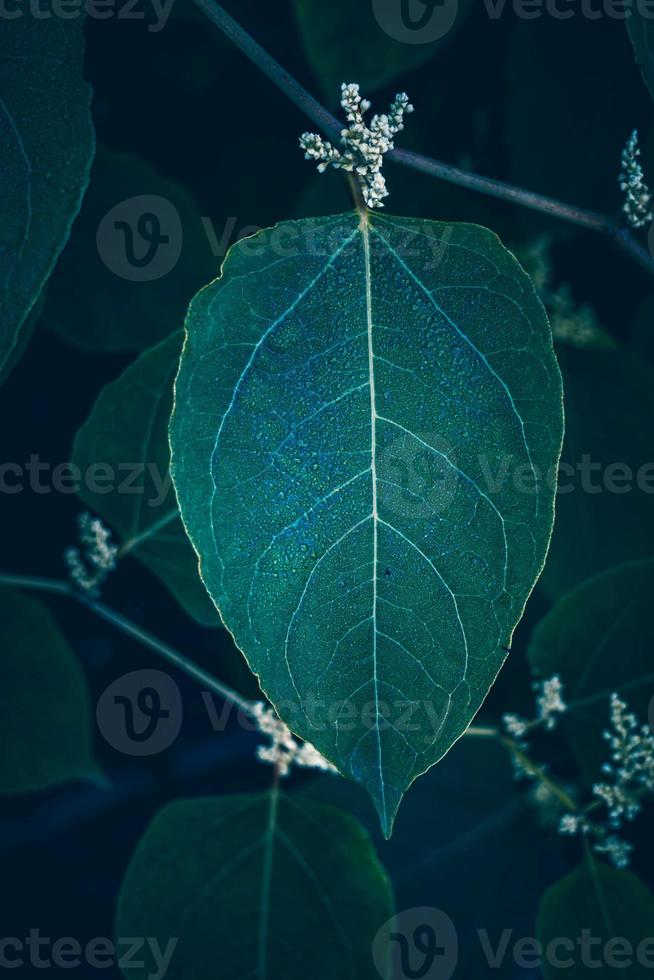 feuilles de plantes vertes au printemps photo