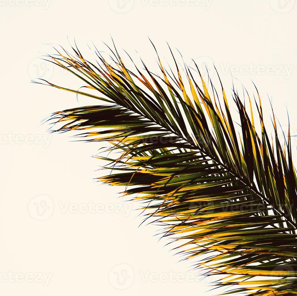 feuilles de palmier abstrait photo