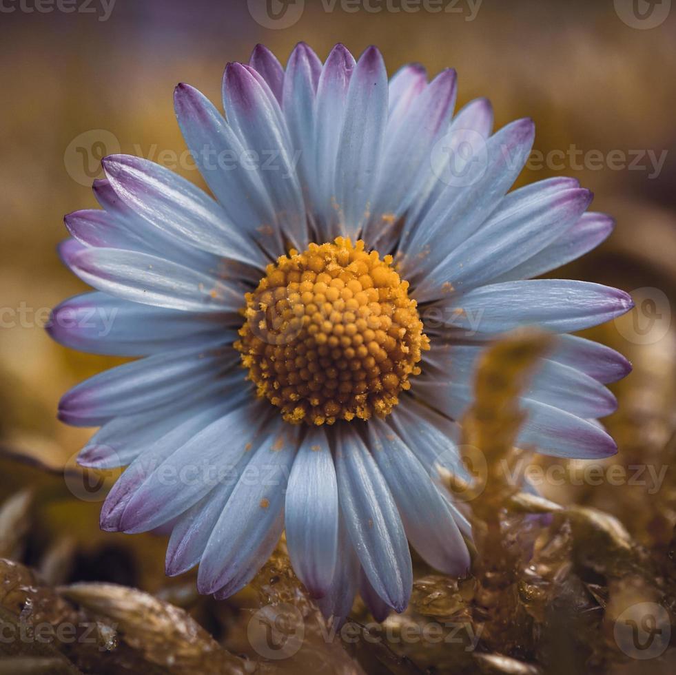 fleurs de marguerite romantique dans la nature photo