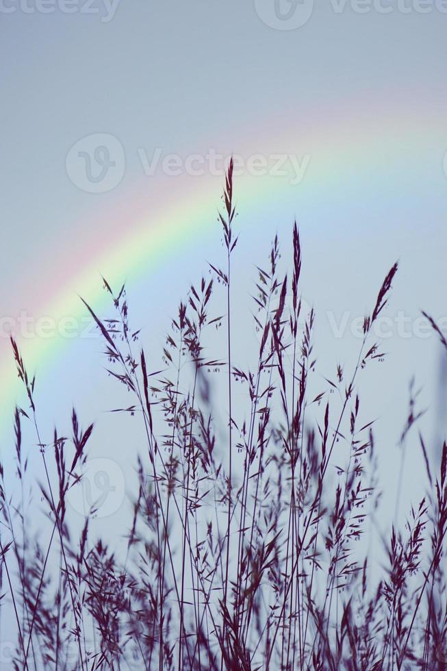 arc-en-ciel sur la silhouette des plantes à fleurs photo