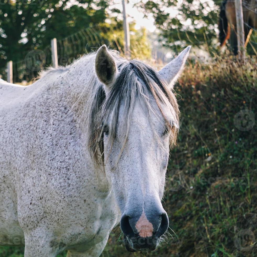 beau portrait de cheval blanc photo