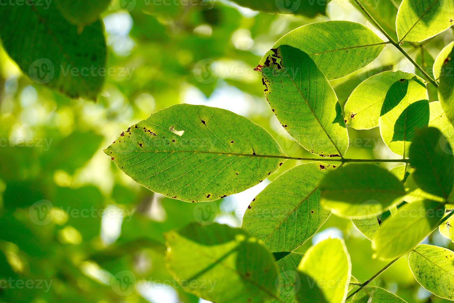 les feuilles des arbres verts au printemps photo