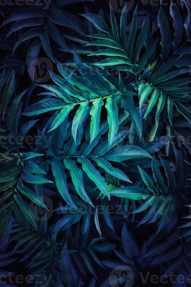 plante bleue laisse fond texturé photo