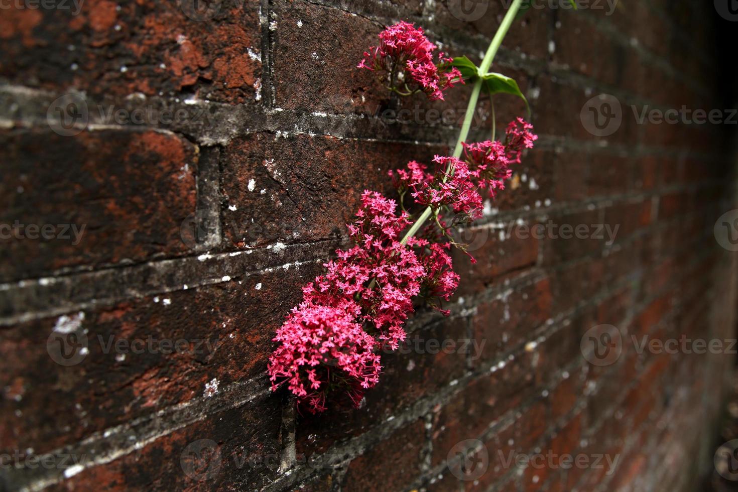 fleurs roses sur fond de mur de briques photo