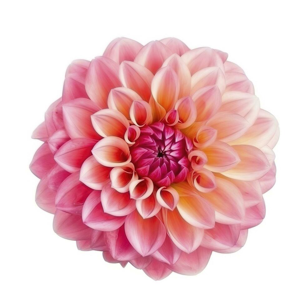 rose fleur dahlia sur une blanc Contexte isolé avec coupure chemin. fermer. pour conception. dahlia, produire ai photo