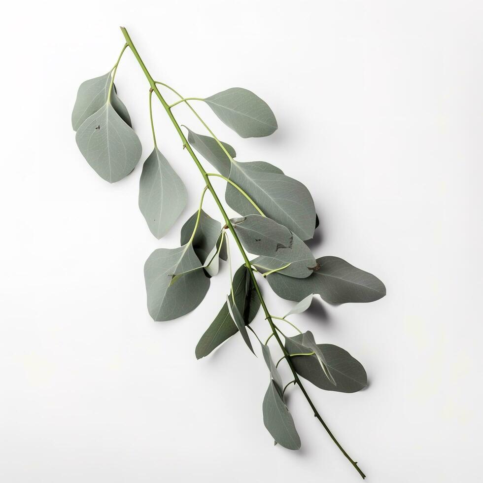 eucalyptus branche isolé sur blanc Contexte. plat poser, Haut voir. floral concept, produire ai photo