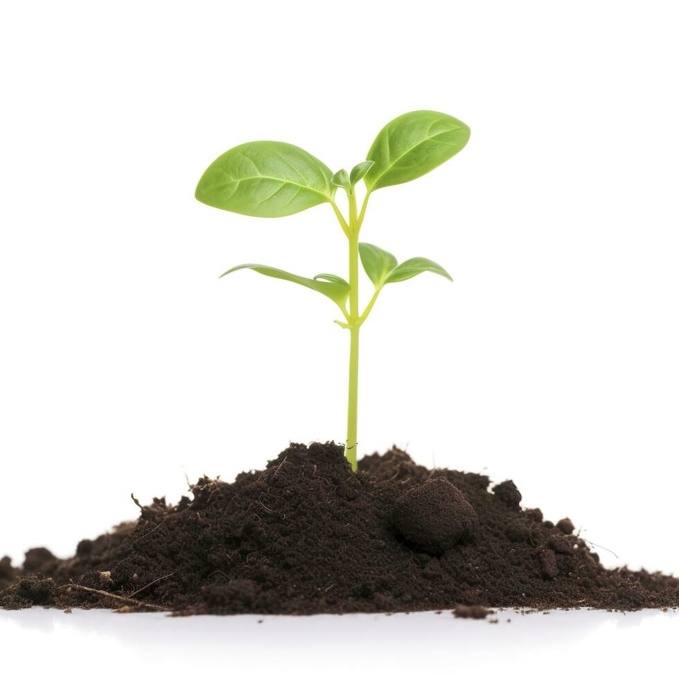 vert choux croissance en dehors de sol isolé sur blanc arrière-plan, Jeune plante de pomélo dans sol humus sur une blanc arrière-plan, Terre journée concept, écologie concept, produire ai photo