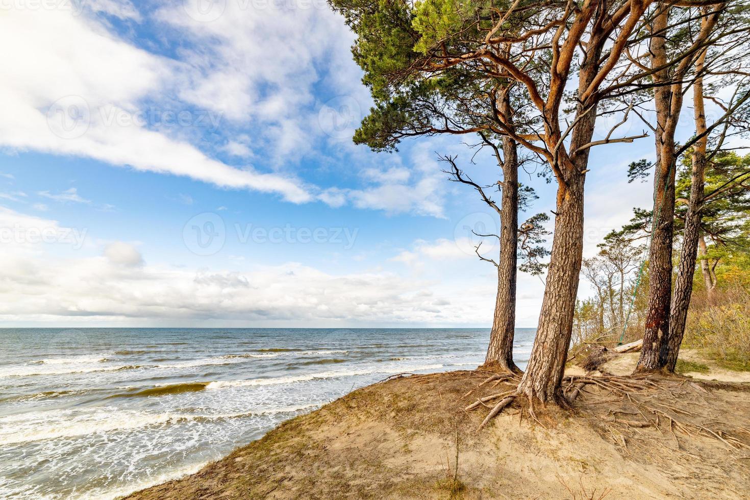 pins au bord de la dune bluff à la plage de la mer baltique photo