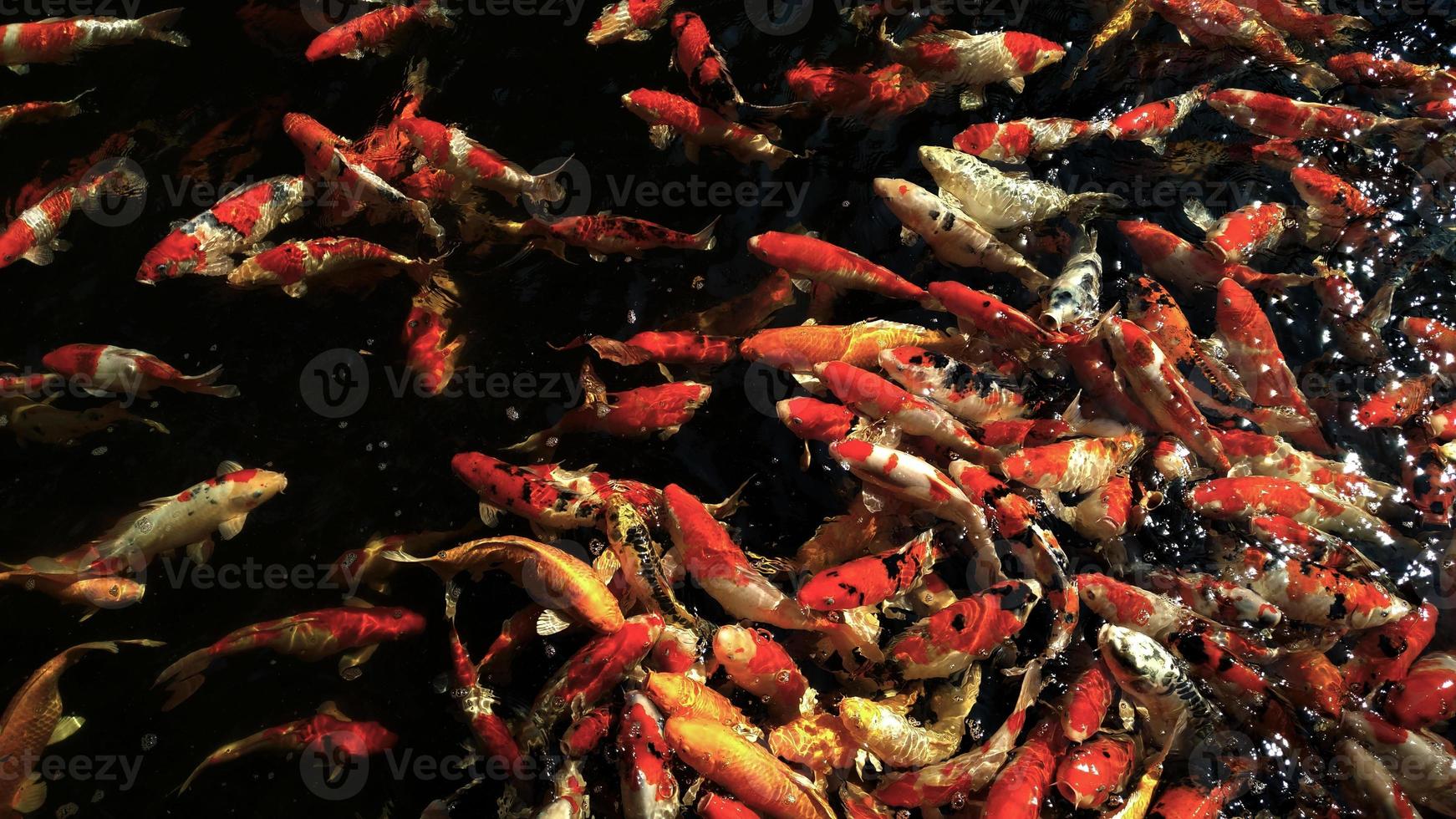 carpes fantaisie koi colorées poisson dans l'eau photo