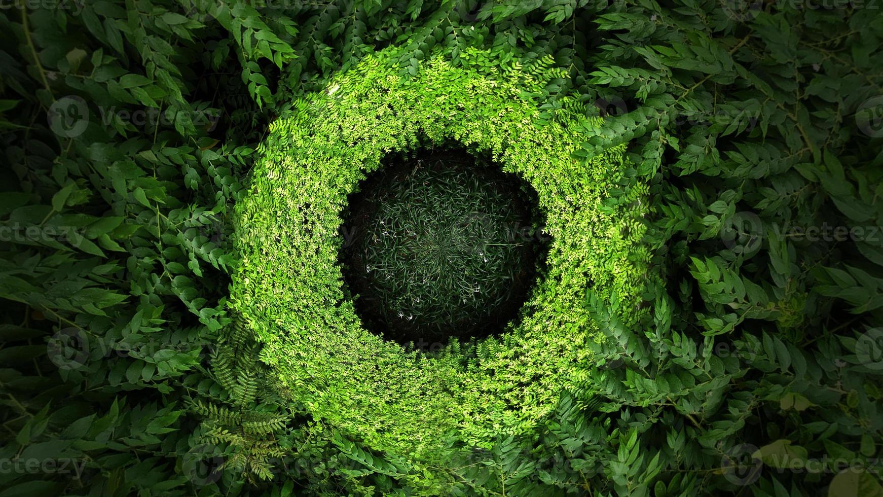 vue de dessus de la feuille verte tropicale photo