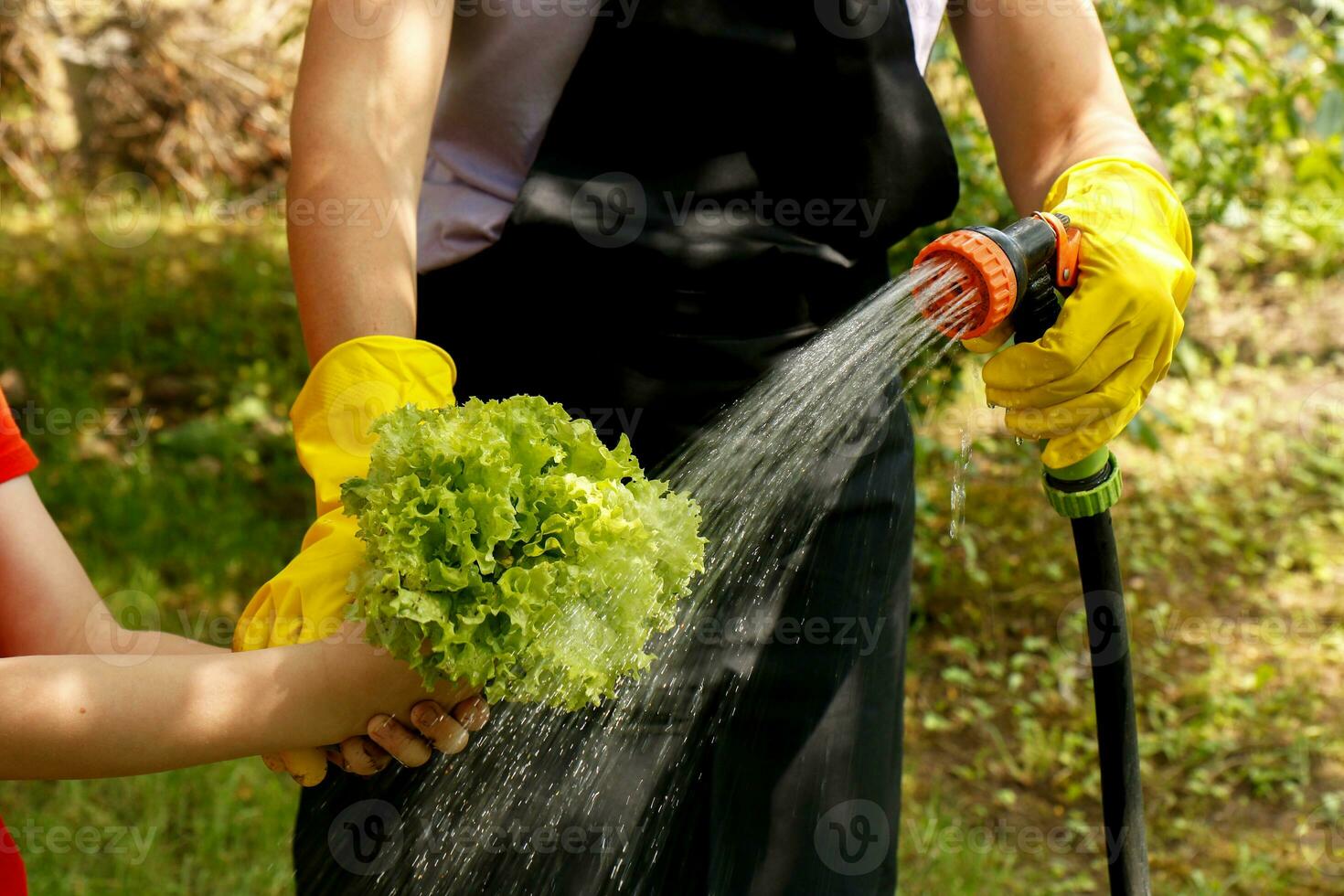 mère et fille laver pincé salade feuilles avec l'eau de une arrosage tuyau sur une ensoleillé été journée photo