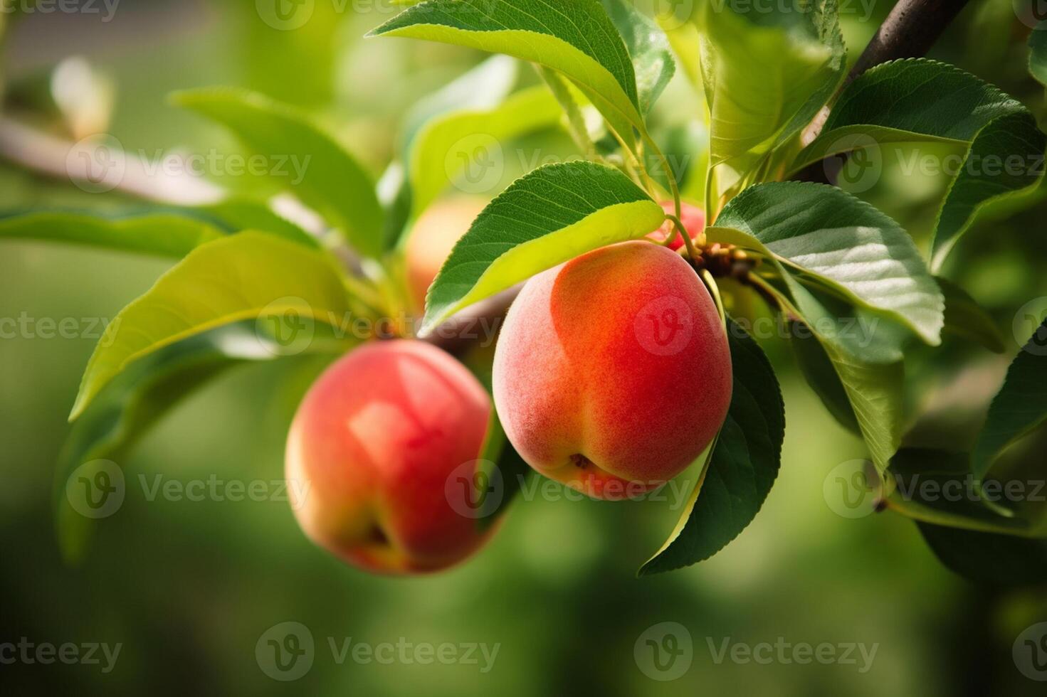 Naturel fruit. les pêches croissance sur une arbre dans le été. Frais les pêches sur arbre branches. délicieux et en bonne santé biologique nutrition. jardin avec mûri des fruits. génératif ai. photo