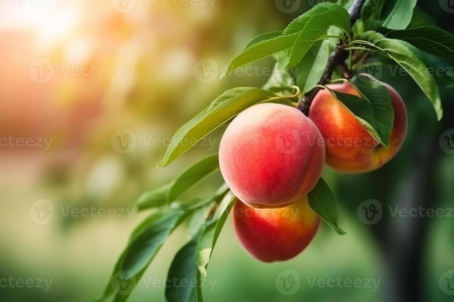 Naturel fruit. les pêches croissance sur une arbre dans le été. Frais les pêches sur arbre branches. délicieux et en bonne santé biologique nutrition. jardin avec mûri des fruits. copie espace. génératif ai. photo