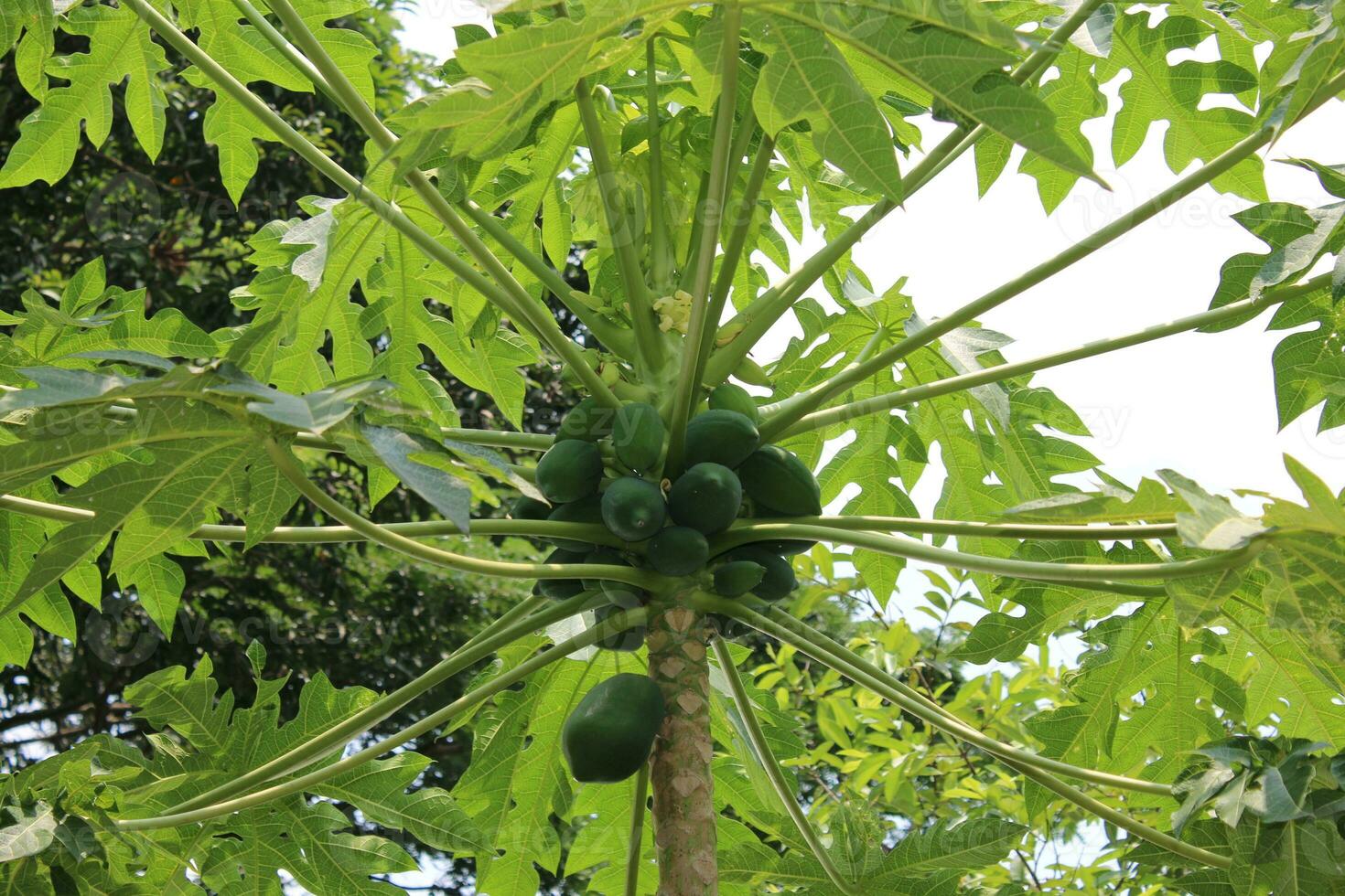 magnifique papayes sur le Papaye arbre dans le jardin. vert vue photo