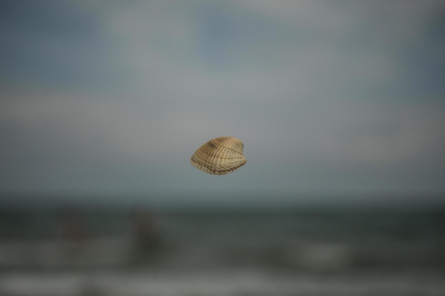 le papier peint coquillage photo