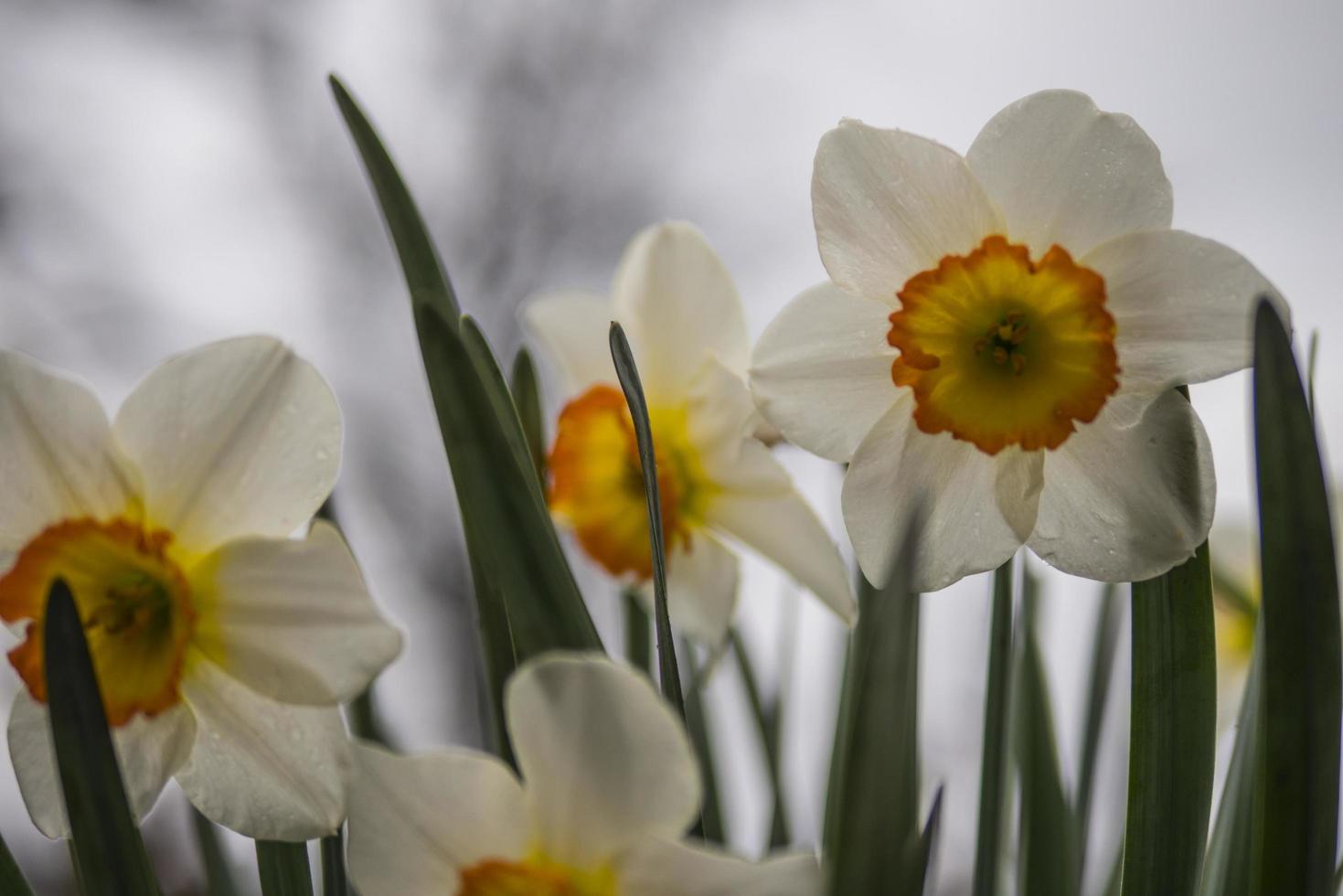 jonquilles blanches se bouchent photo