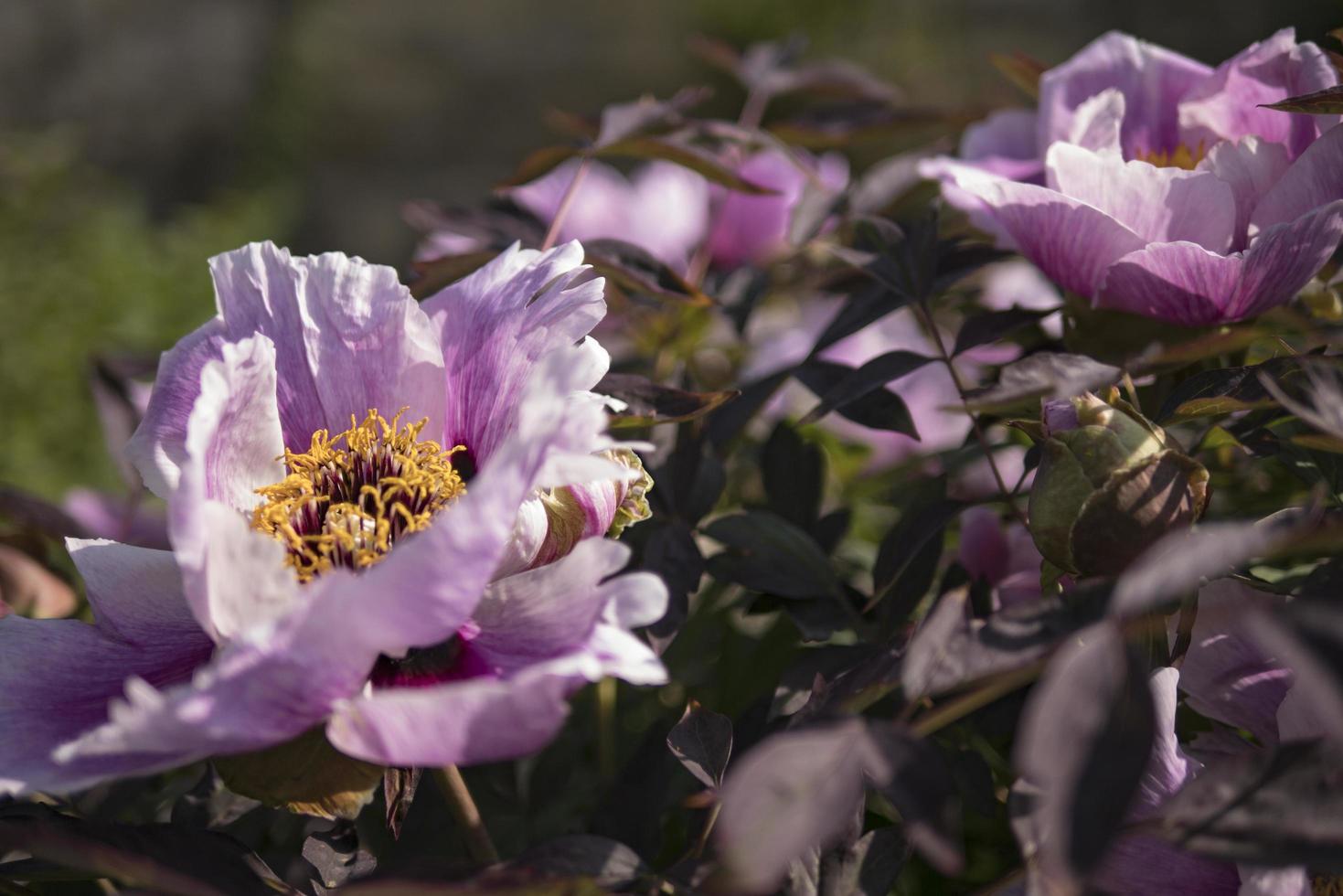 pivoine violette sur fond vert photo