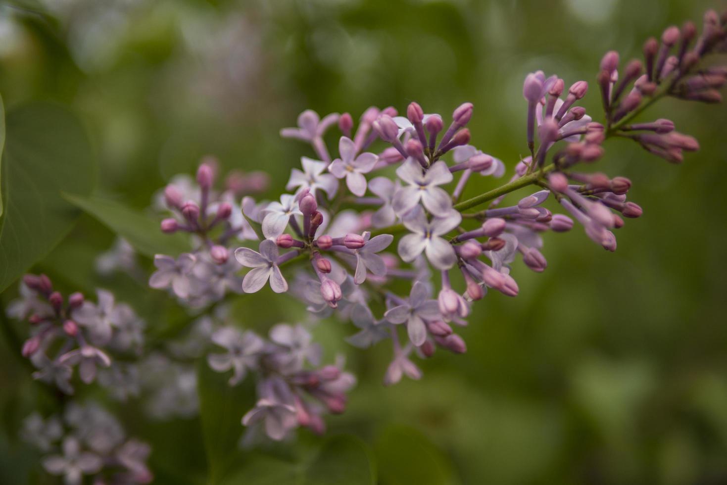 le lilas a fleuri dans le contexte d'un parc verdoyant photo