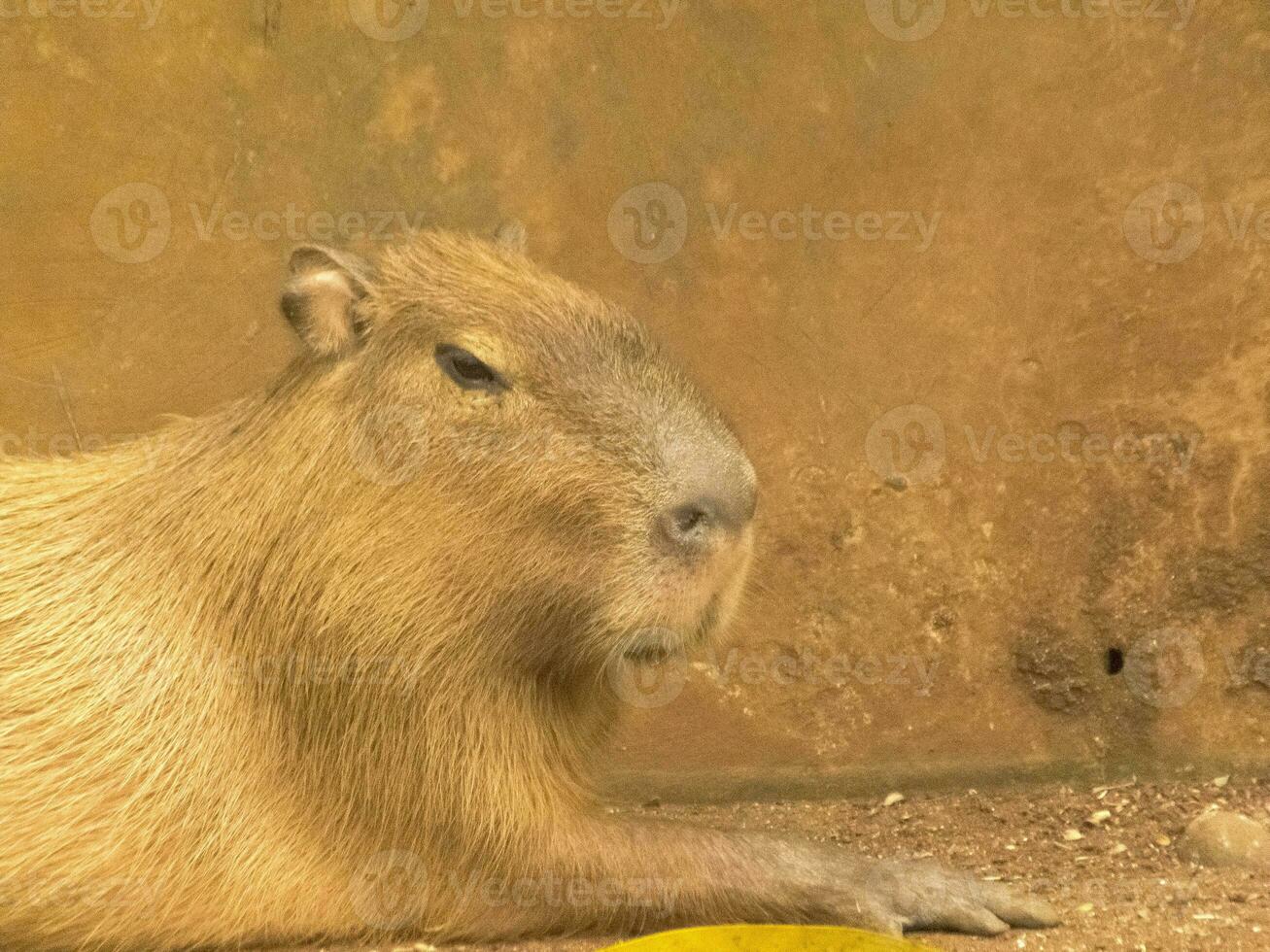 capybara séance dans cage avec proche en haut photo
