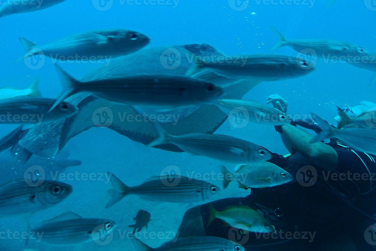 plongeur nager parmi magnifique grand poisson dans le bleu chaud océan photo