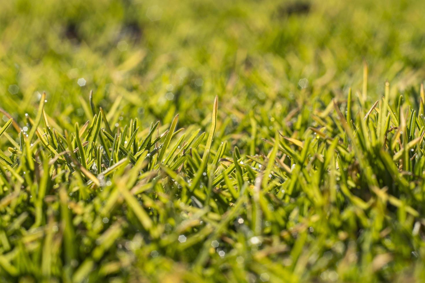 herbe verte par une journée de printemps ensoleillée photo