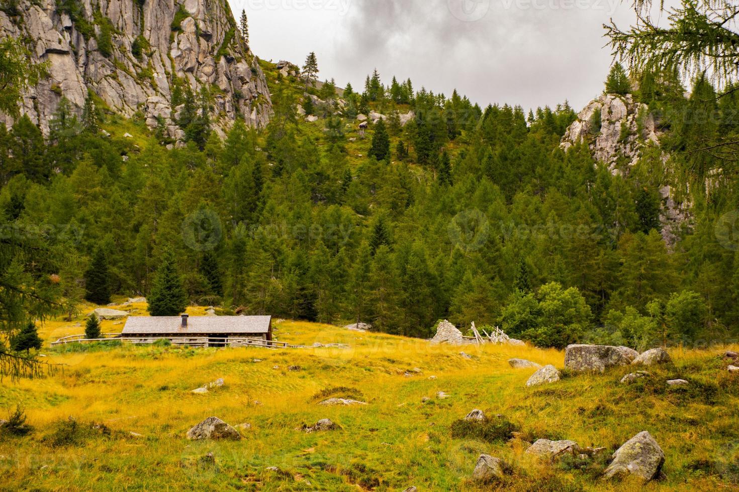 sentier de montagne entre pins et arbres photo